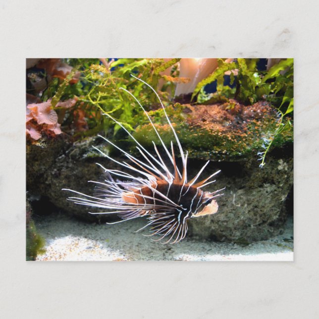 Lion fish animal postcard (Front)