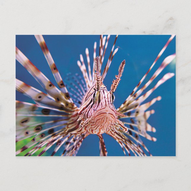 Lion Fish Looking at You Postcard (Front)