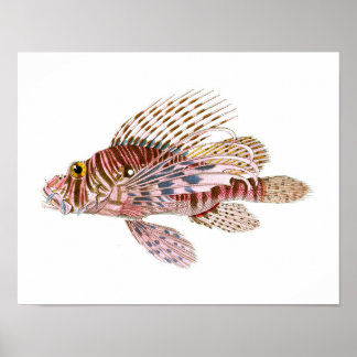 Lion Fish Print no. 8 Beach House Decor Art