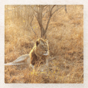 Lion Glass Coaster