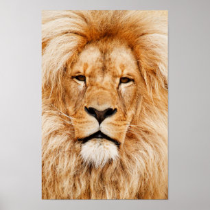 Lion Head Canvas Print