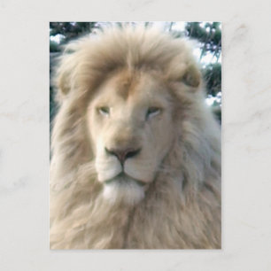 Lion Head postcard