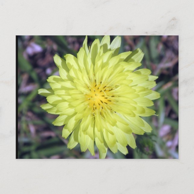 Lion Head Yellow Flower Postcard postcrossing (Front)