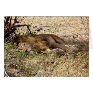LION IN KENYA AFRICA