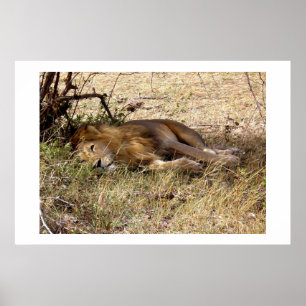 LION IN KENYA AFRICA POSTER