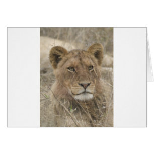 Lion in Kruger National Park