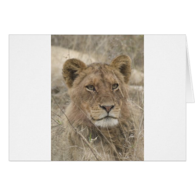 Lion in Kruger National Park (Front Horizontal)
