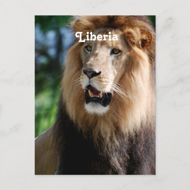 Lion in Liberia Postcard (Front)