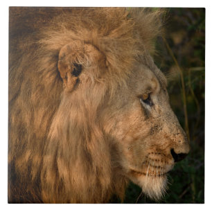 Lion In Natural African Setting Tile