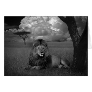 Lion in the Grass