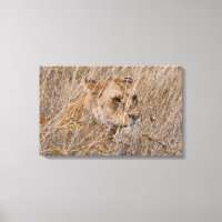 Lion in the Grass