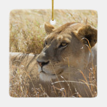 Lion in the laying in the high Serengeti grass