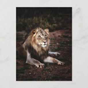Lion in the Wild Photograph Postcrossing Postcard