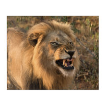Lion in Wild African Setting