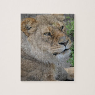 Lion Jigsaw Puzzle