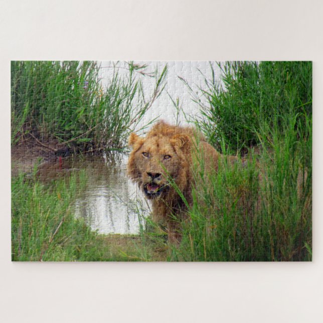lion jigsaw puzzle (Horizontal)