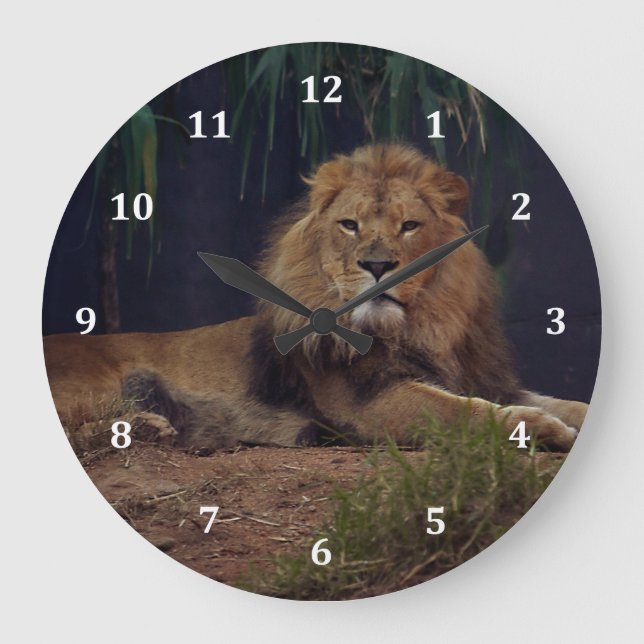 Lion Keeping Watch Over His Pride Large Clock (Front)
