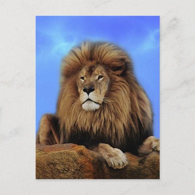 Lion King in Africa Postcard (Front)