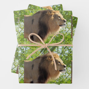 Lion - King of the Jungle - All Occasion Wrapping Paper Sheet
