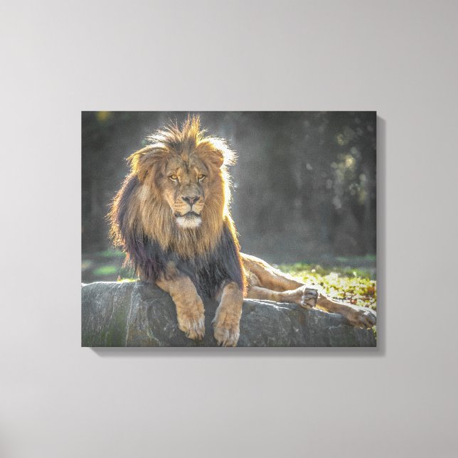Lion King of the Jungle Canvas Print (Front)