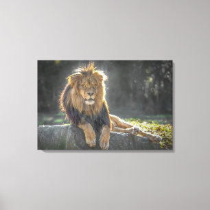 Lion King of the Jungle Canvas Print