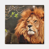 Lion, King of the Jungle