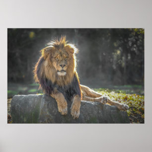 Lion King of the Jungle Poster