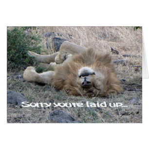 Lion 'laid up' Card (Masai Mara)