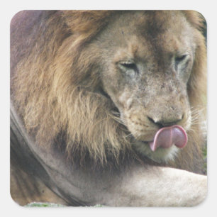 Lion Licking His Chops! Square Sticker