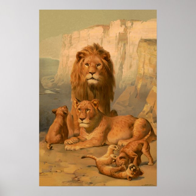 Lion, lioness and cubs poster (Front)