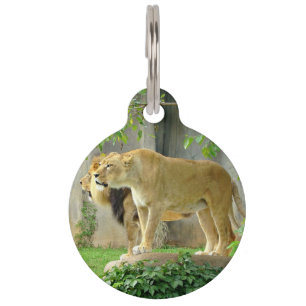 Lion Lioness Pet Tag