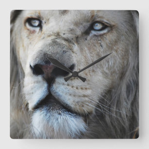 Lion listens to my heartbeat Africa Square Wall Clock