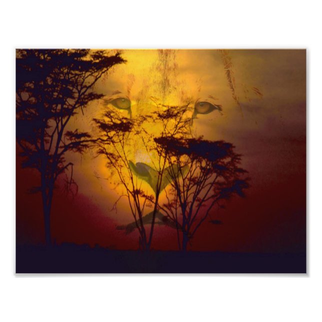 Lion Looking Over African Sunset Photo Print (Front)