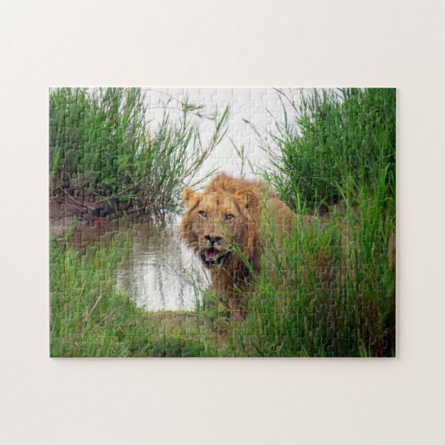 lion looks jigsaw puzzle (Horizontal)