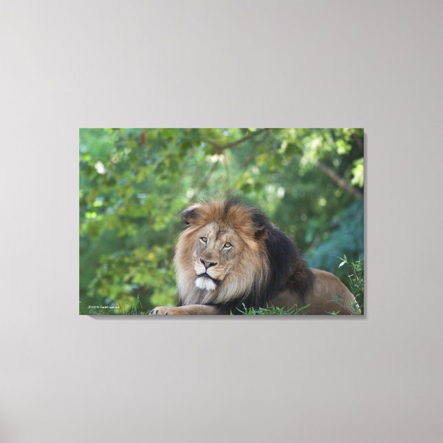 Lion Lounging in a Forest Canvas Print (Front)