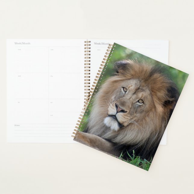 Lion Lounging in a Forest Planner (Display)