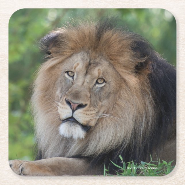 Lion Lounging in a Forest Square Paper Coaster (Front)