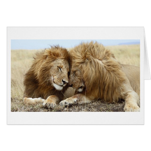 Lion Love (Front Horizontal)