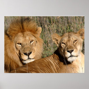 Lion Love Poster