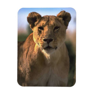 Lion Lovers Female Lioness Magnet