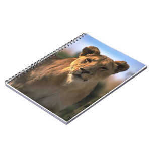 Lion Lovers Female Lioness Spiral Notebook