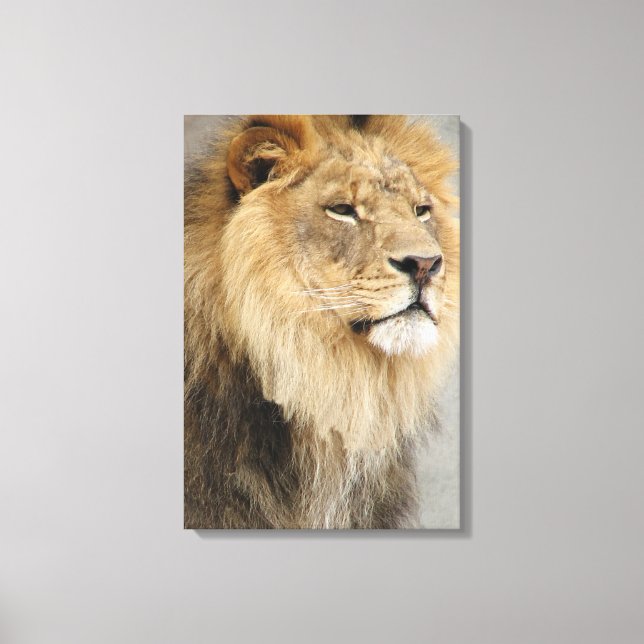 Lion Lovers King Of the Jungle Canvas Print (Front)