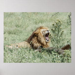 LION LYING ON GREEN GRASS DURING DAYTIME POSTER