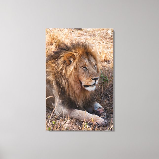 Lion Maasai Mara National Reserve, Kenya Canvas Print (Front)