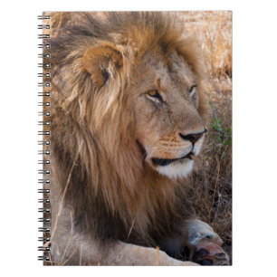 Lion Maasai Mara National Reserve, Kenya Spiral Notebook