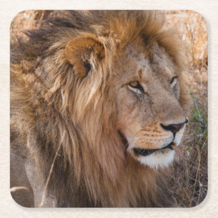 Lion Maasai Mara National Reserve, Kenya Square Paper Coaster