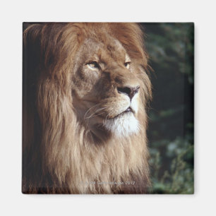 lion magnet