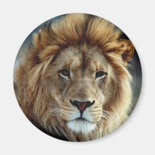 Lion Magnet