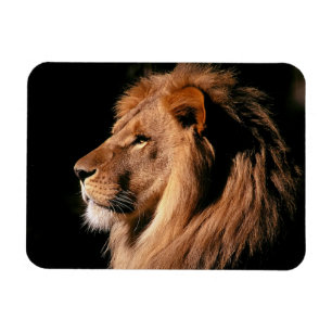 Lion Magnet