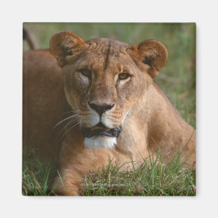 Lion Magnet